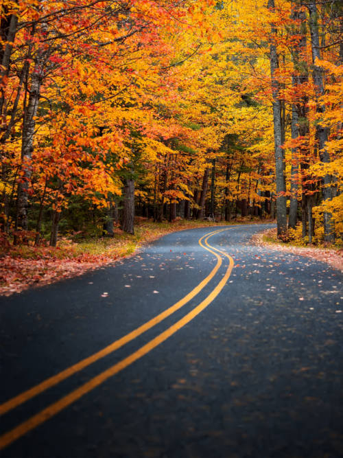 Road in autumn wallpaper for mobiles and tablets