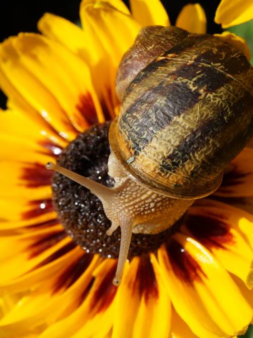 Snail wallpaper for mobiles and tablets