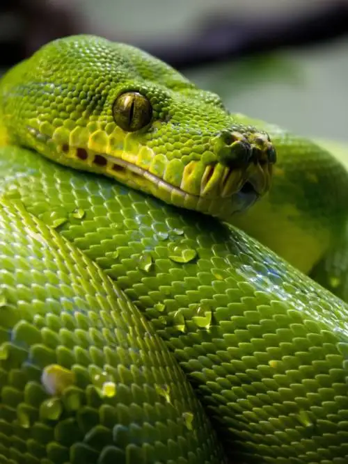 Snake macro wallpaper