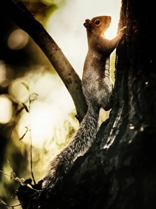 Squirrel climbing the tree wallpaper
