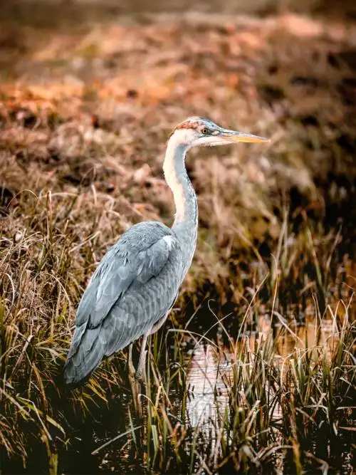 Stork wallpaper