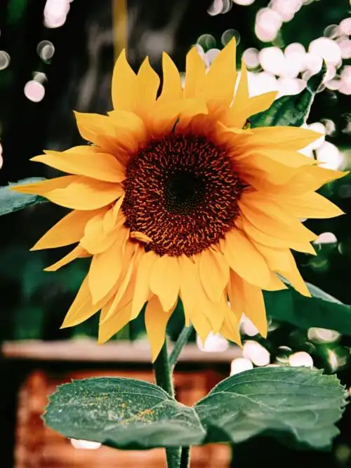 Sunflower wallpaper
