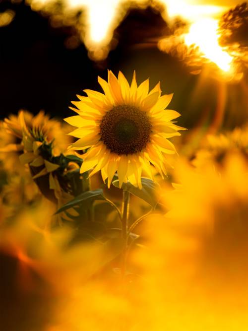 Sunflowers field wallpaper for mobiles and tablets