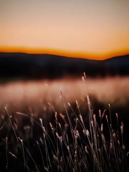 Sunrise in the field wallpaper