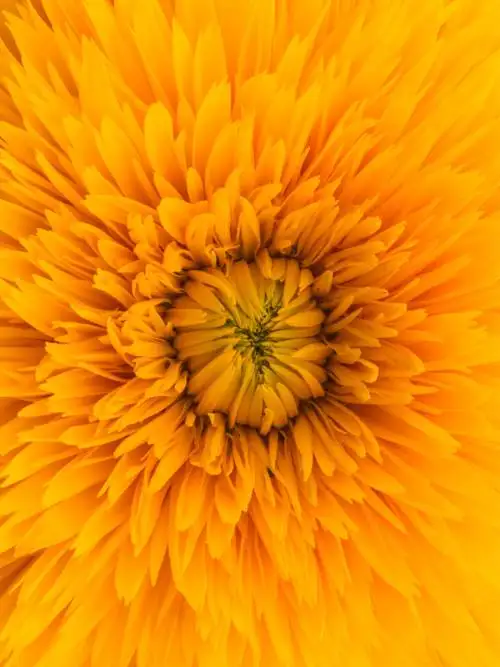 Sunshine flower macro wallpaper