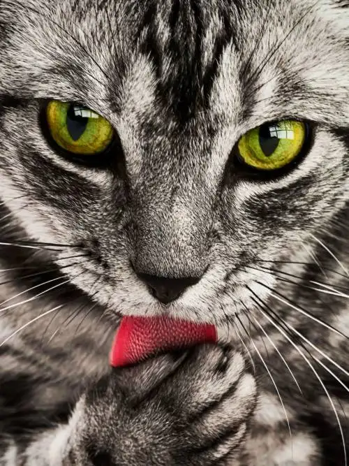 Tabby cat wallpaper