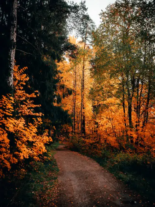 Trail in autumn wallpaper