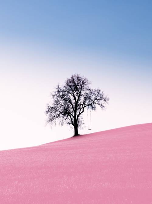 Baum in der rosa Wüste Wallpaper für Handys und Tablets