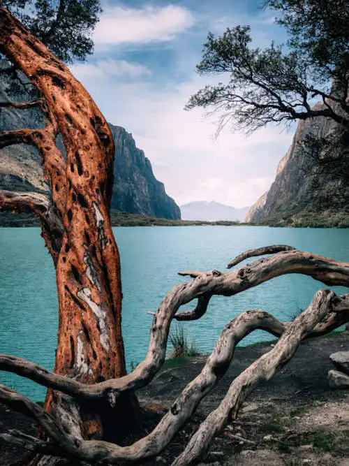 Tree in the lake wallpaper