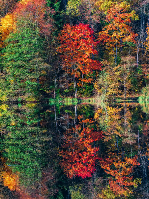 Trees reflected in the lake wallpaper