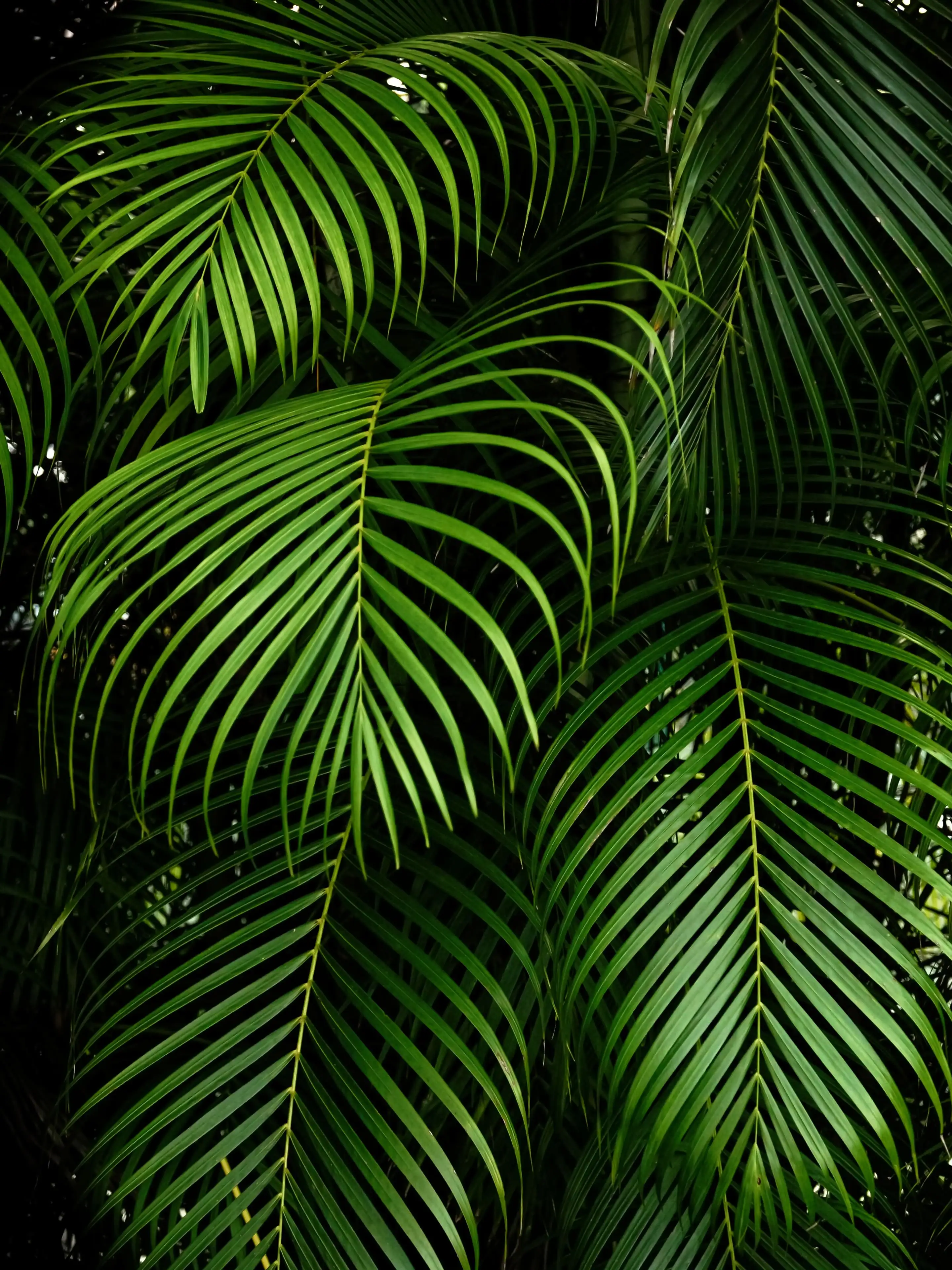 ▷ Tropical botanic garden wallpaper 📱 | Wallery