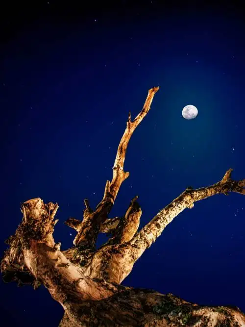 Trunk under the moon wallpaper