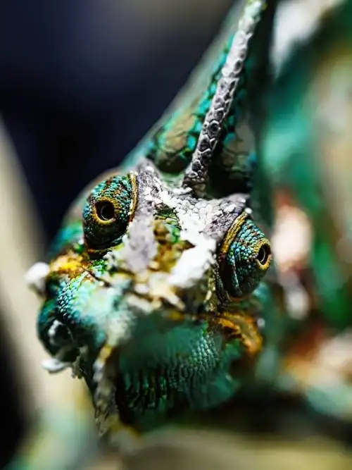Veiled Chameleon wallpaper