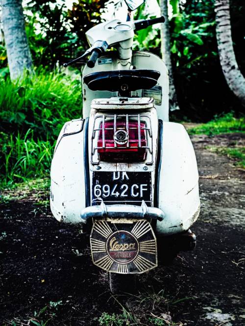 Vespa in the jungle wallpaper for mobiles and tablets