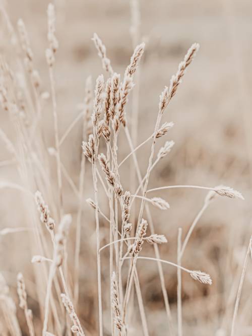 Wheat wallpaper for mobiles and tablets