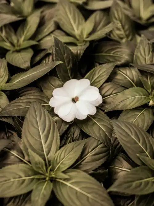 White flower wallpaper