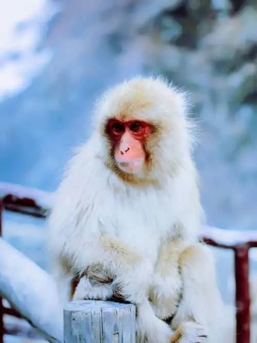White monkey in Jigokudani park wallpaper