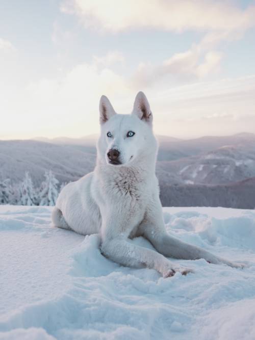 Fond d'écran de Husky de Sibérie blanc