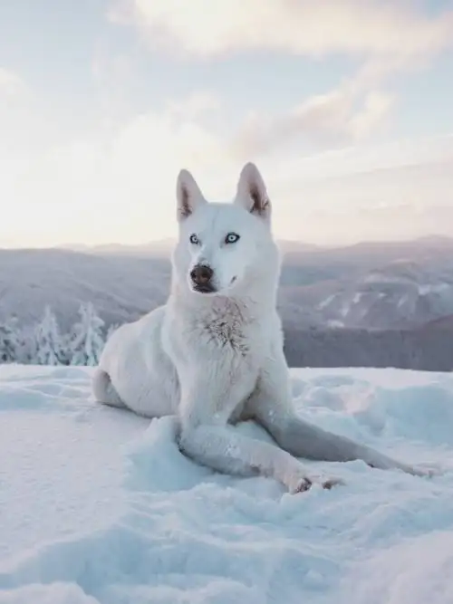 White Siberian Husky wallpaper