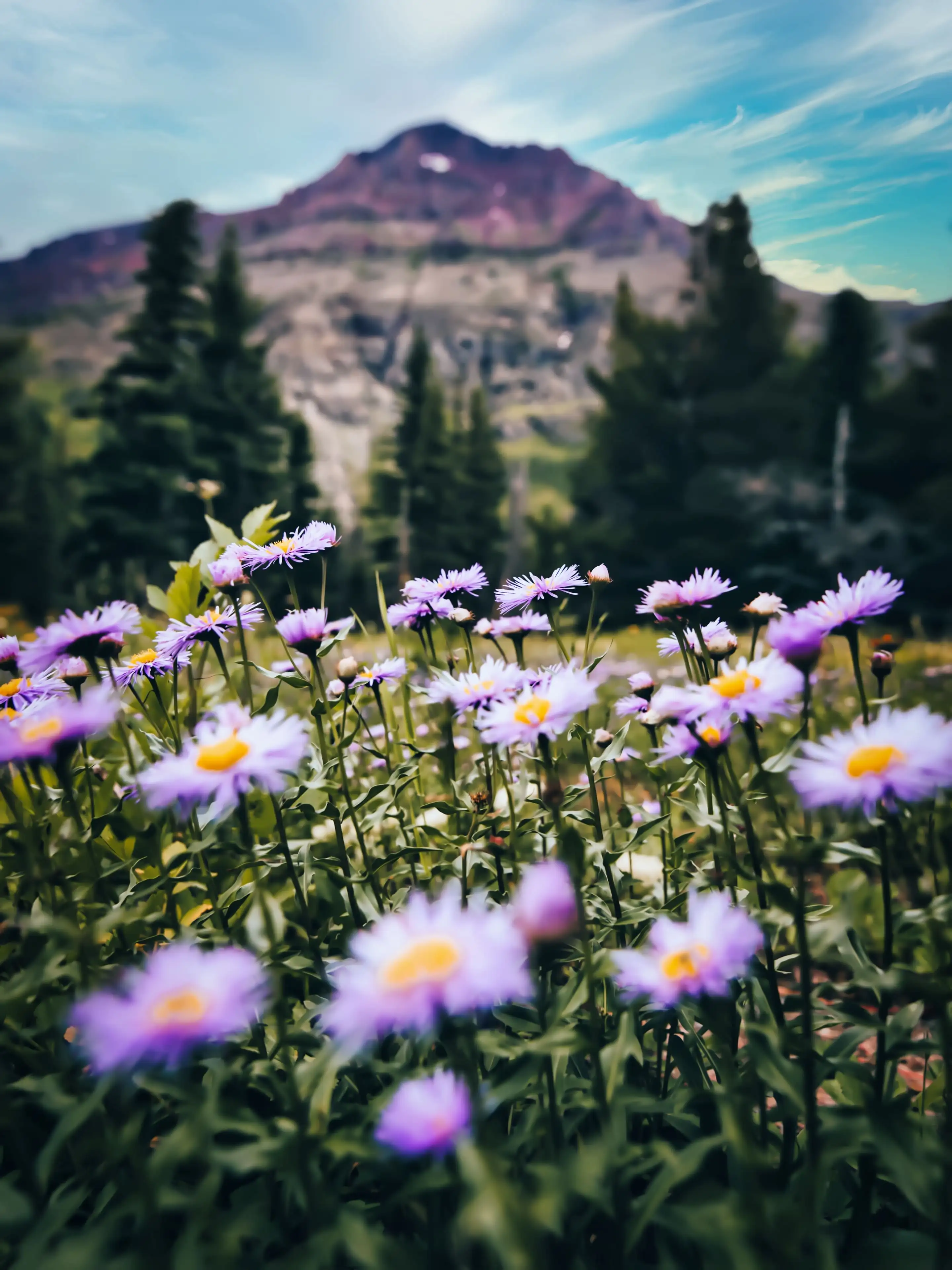 Wild Flowers Wallpaper 64 images