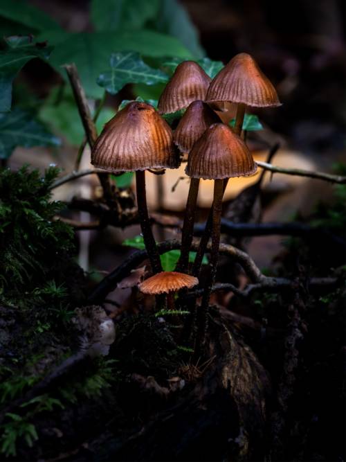 Wild mushrooms wallpaper