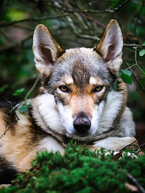 Wolf dog in the forest wallpaper for mobiles and tablets