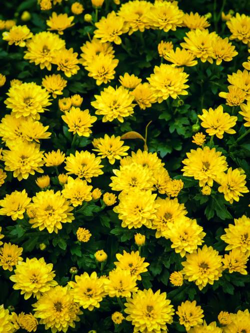 Yellow flowers wallpaper for mobiles and tablets