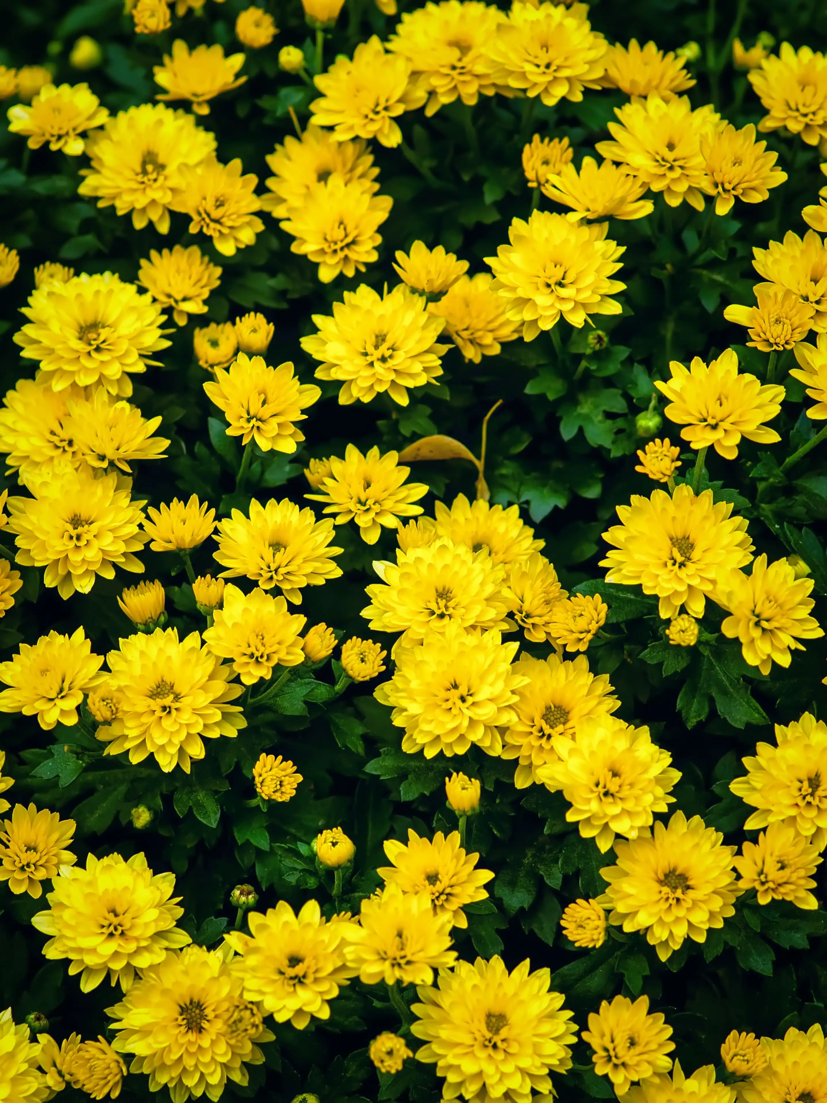 ▷ Fondo de pantalla de Flores amarillas 📱 | Wallery