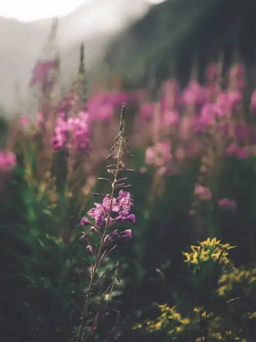 Skogs vilda blommor