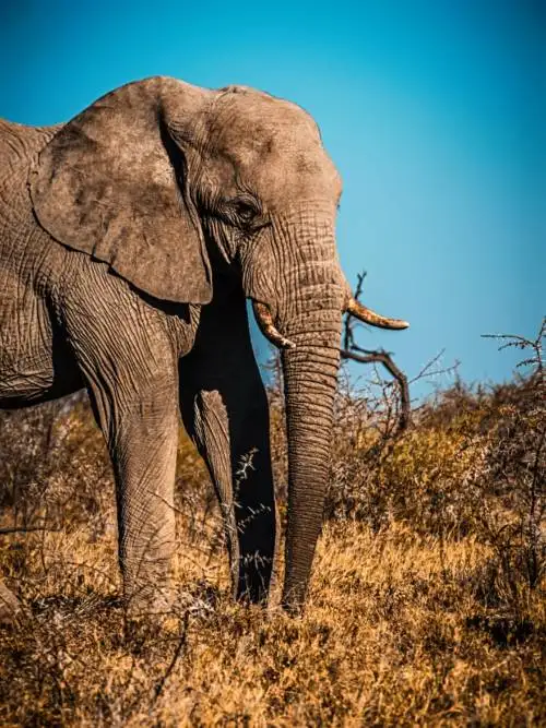 Fondo de Pantalla Elefante en el Parque Nacional Etosha