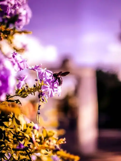 Bi på lila blommor