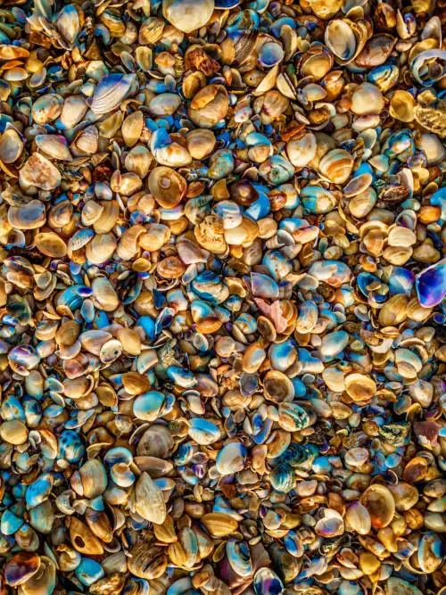 Muscheln am Strand