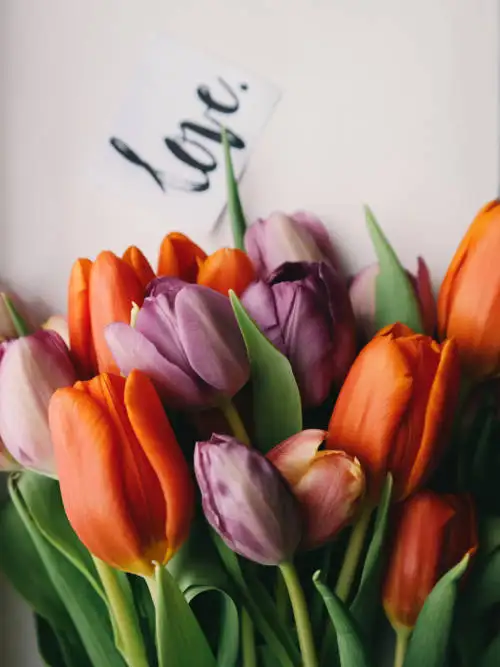 Adoro i tulipani