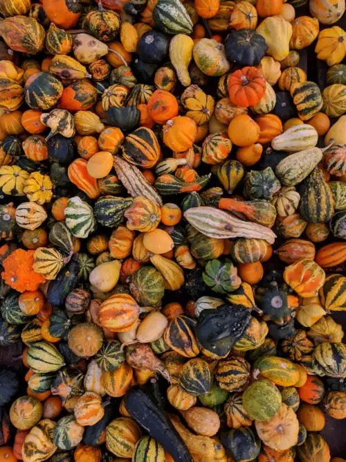 Pompoenen