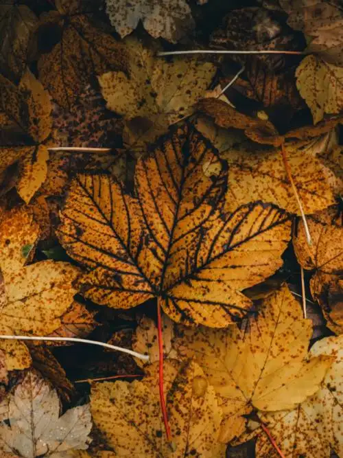 Ahornblatt im Herbst