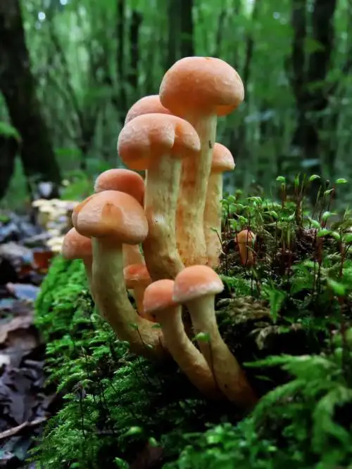 Funghi