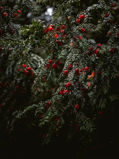 Bacche rosse
