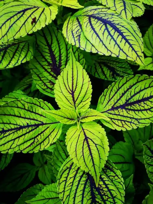 Pianta verde