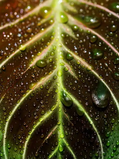 Pianta Maranta