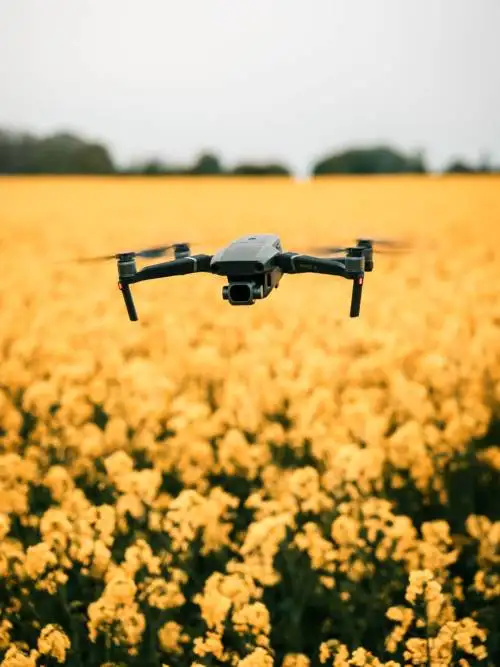 Dron nad polem kwiatowym
