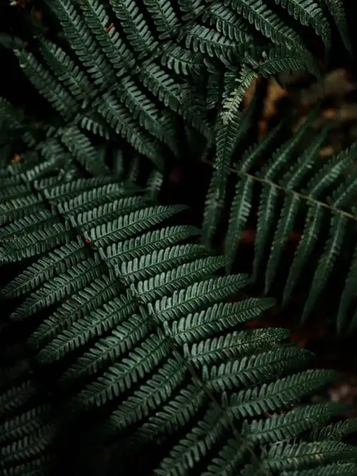 Planta de samambaia