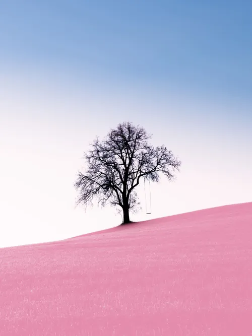 Baum in der rosa Wüste