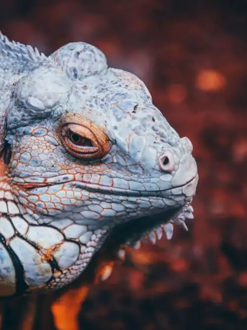 Lagarto