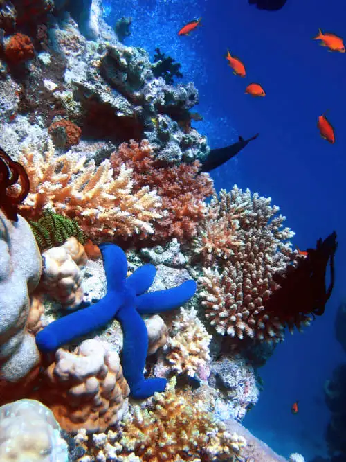 Blauwe zeester in koraalrif