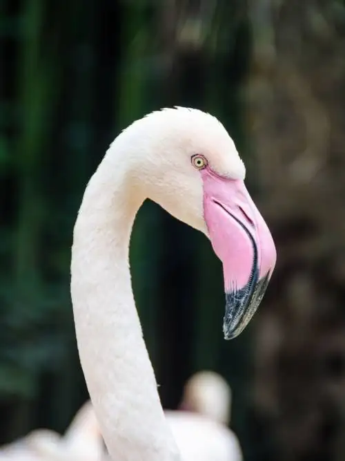 Flamingo Rosa