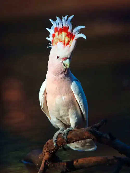 Cacatua Major Mitchell