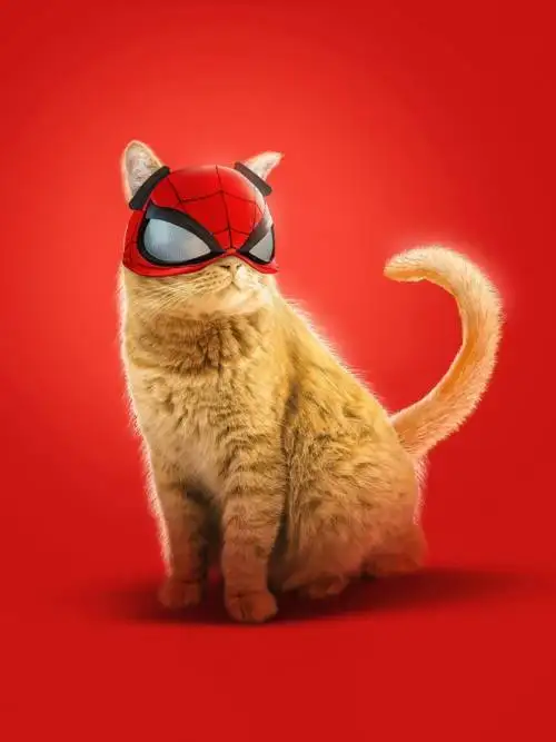 Gato-aranha engraçado