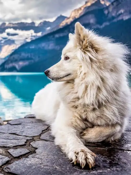 Cachorro branco