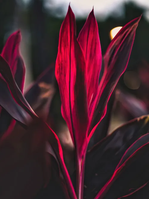 Hawaiian Ti Plant
