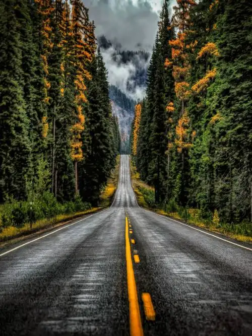 Estrada entre árvores